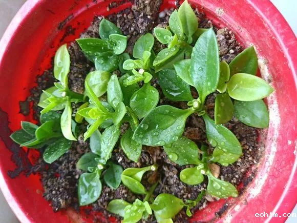 活性炭颗粒能拌土种花吗(活性炭能倒入花盆养花吗?)